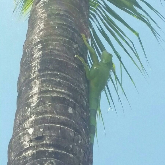 Meet your Posher, DeAndra - Picture 5 of 6